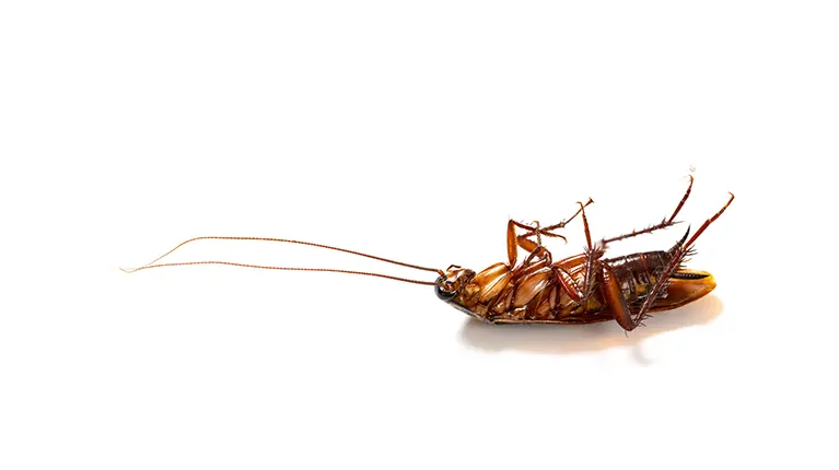 Dead cockroach, legs up, on white background.