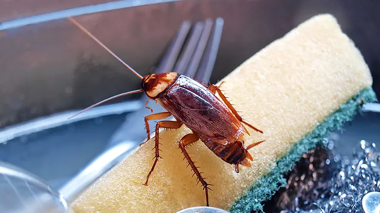Man pouring insecticide on a cockroach inside his house.