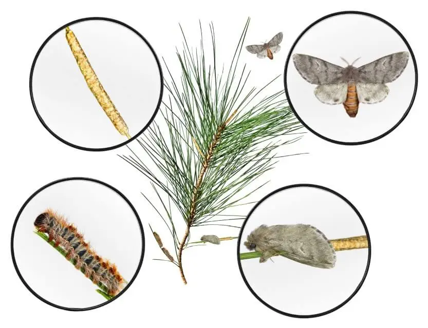 Life cycle of the pine processionary