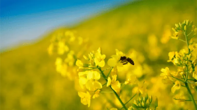 Abelha obreira na primavera