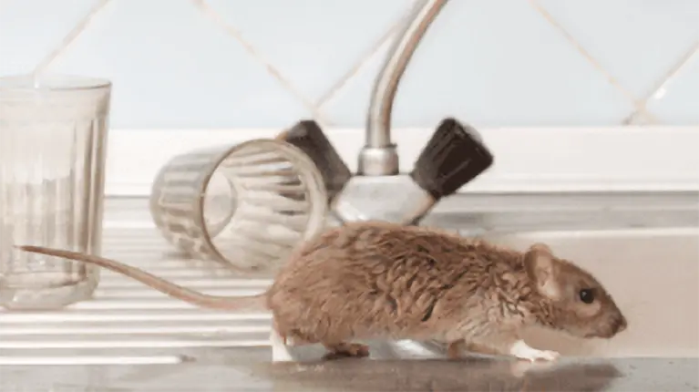 Rato no lava loiça