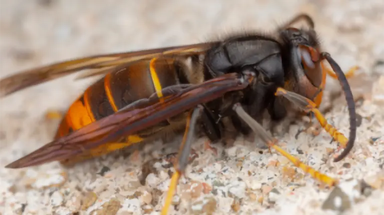 O perigo da vespa asiática 