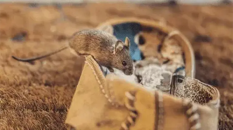 Rato do campo