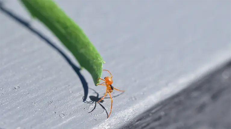 Spider on white background