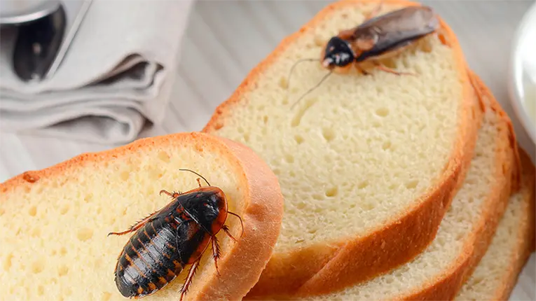 Duas baratas no pão