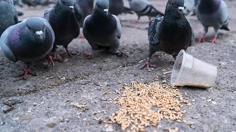os pombos são as aves que mais problemas trazem aos seres humanos.