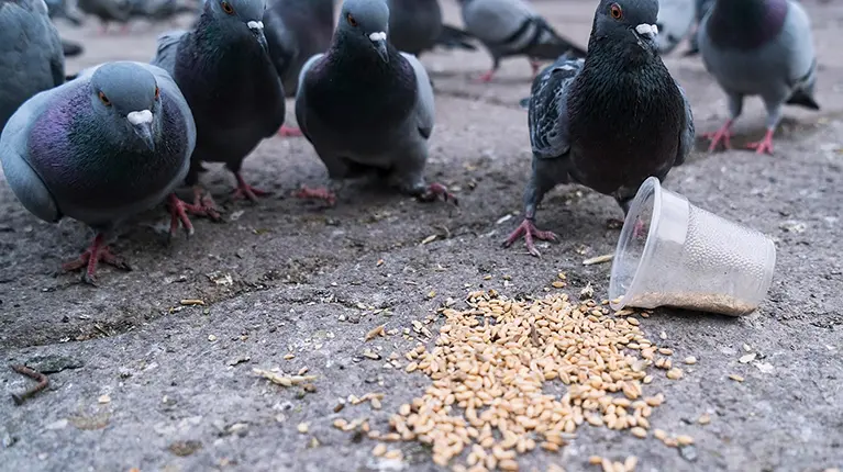 Controlo de pragas de pombos