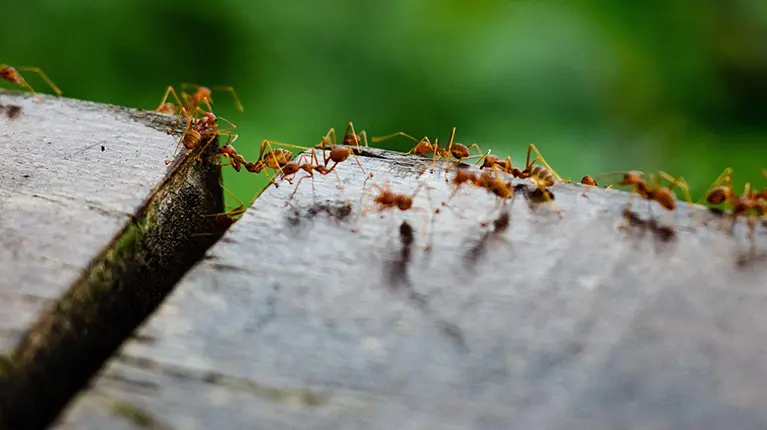 Formigas em habitat natural Controlo de pragas de formigas