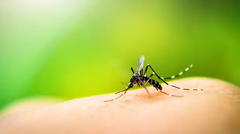 Mosquito pousa em humano