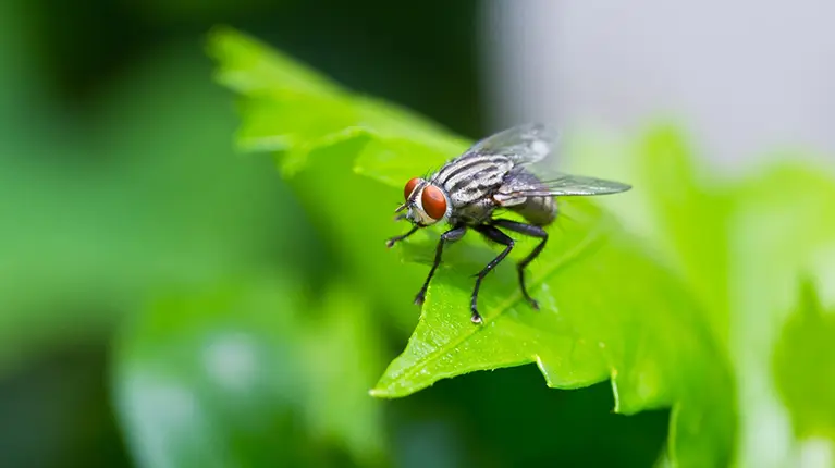 Mosca pousada em cima de uma planta 