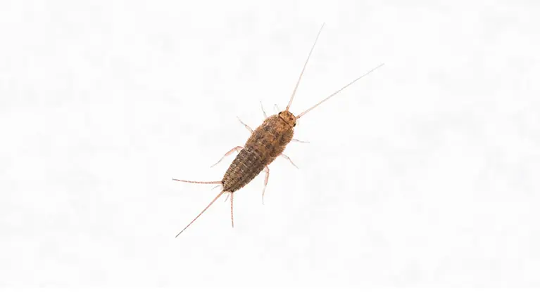 Bicho da prata Controlo de pragas de bicho da prata