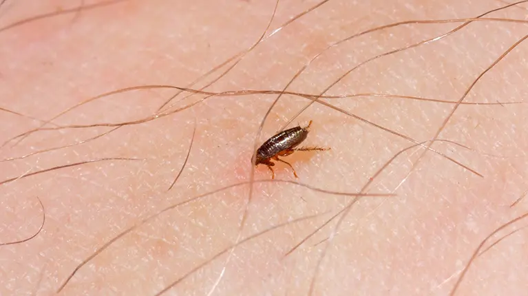 Grande plano de pulga em contacto com a pele