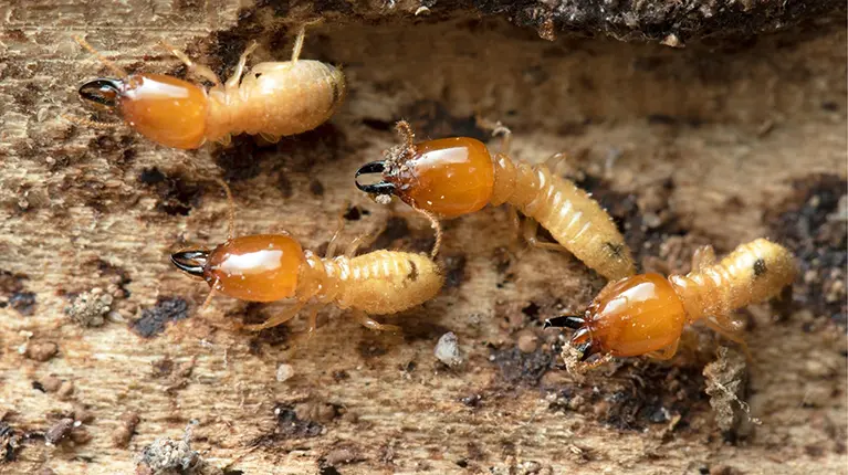 Termite infestation