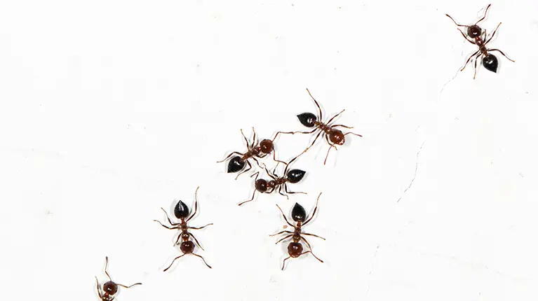 Conjunto de formigas sobre fundo branco.