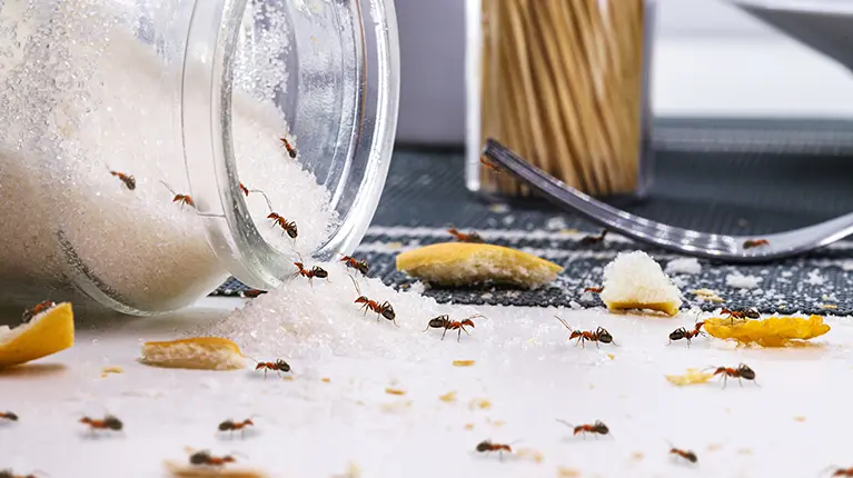 Pote de açúcar caído e restos de comida no chão com várias formigas sobre os alimentos.