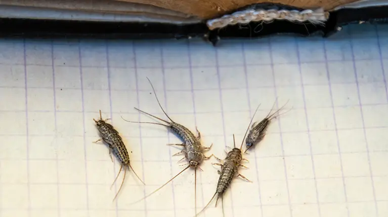 Infestation of silver bugs or silver bugs near an old book.