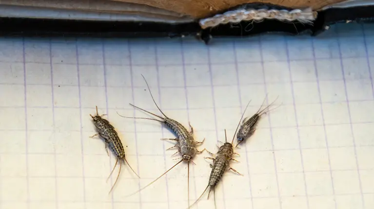 Infestação de bichos de prata ou bichinhos de prata próximos de um livro antigo. Infestação de bichos de prata ou bichinhos de prata próximos de um livro antigo.