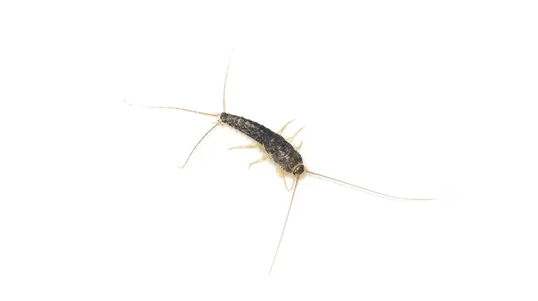 silverfish on white background.