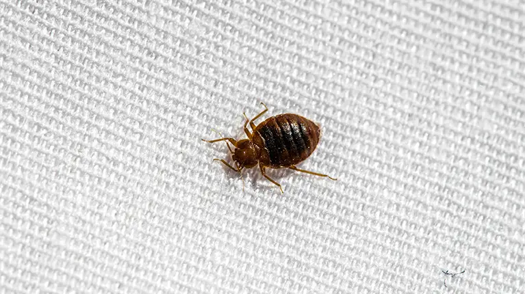 Bedbugs on a white background.
