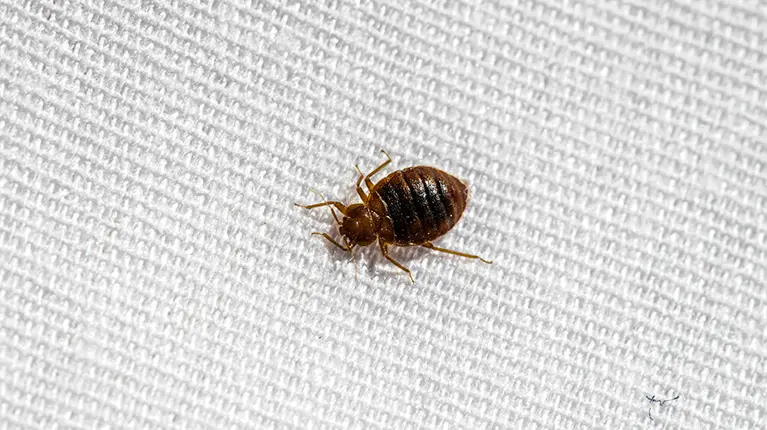 Bedbugs on a white background. Bedbugs on a white background.