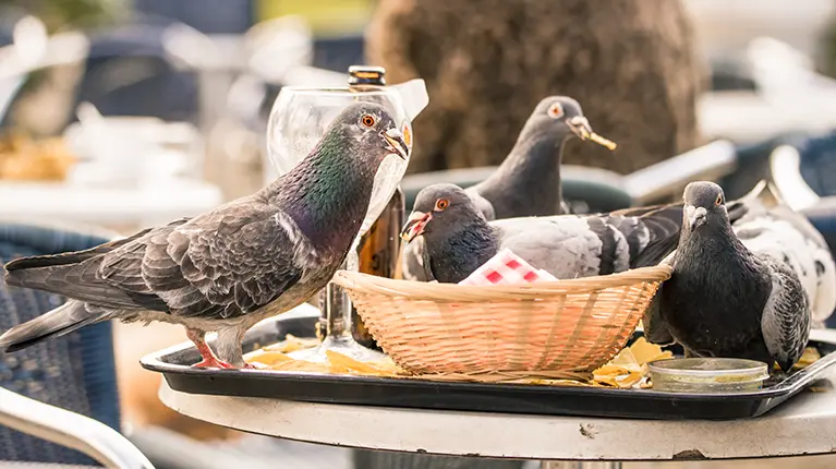 Flock of pigeons on a terrace removing food scraps from a basket.