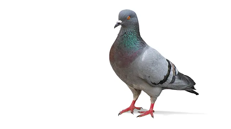 Rock dove on white background.