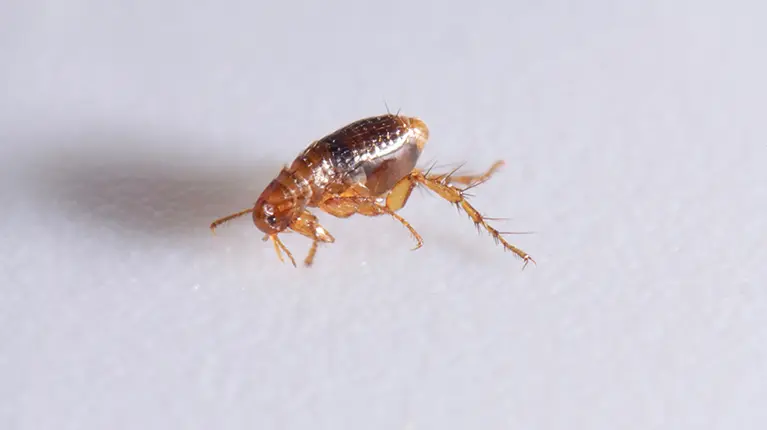 Flea on white background.