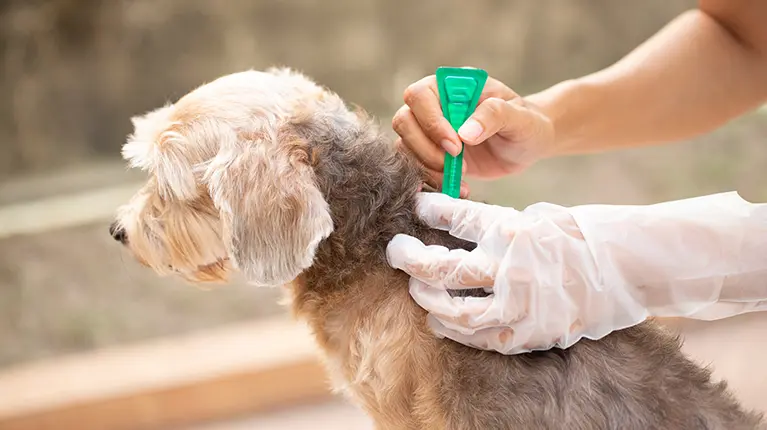 Medium-sized dog receiving flea treatment. Medium-sized dog receiving flea treatment.