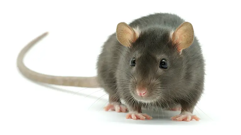 Rat on white background.