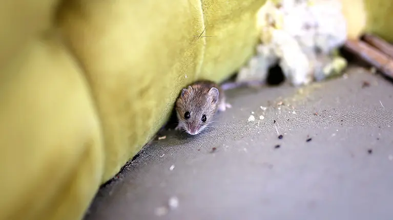 Infestação de ratos dentro de casa, estofos com buracos e dejetos de rato.