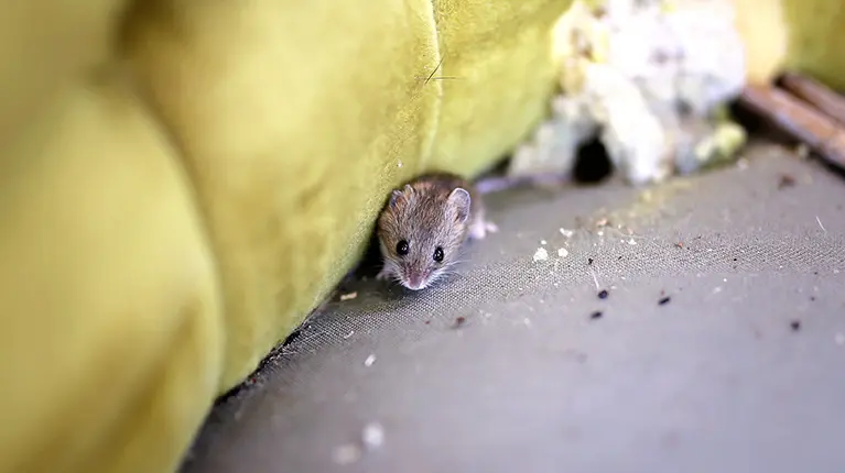 Infestação de ratos dentro de casa, estofos com buracos e dejetos de rato. Infestação de ratos dentro de casa, estofos com buracos e dejetos de rato.