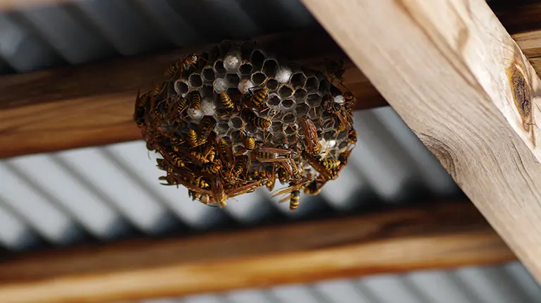 Ninho de vespas em construção de madeira e chapa.