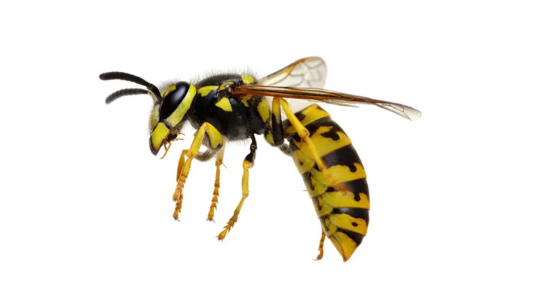 Mammoth wasp (Megascolia maculata) on white background.